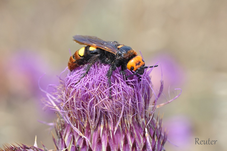 Rotstirnige Dolchwespe - Mammoth Wasp (Megascolia maculata maculata)
Foto: Karl Reuter
Ort: Zadar, Kroatien
Kamera: Nikon D90, Nikkor 105VR 1:2,8 Rotstirnige Dolchwespe _Megascolia flavifrons_.jpg